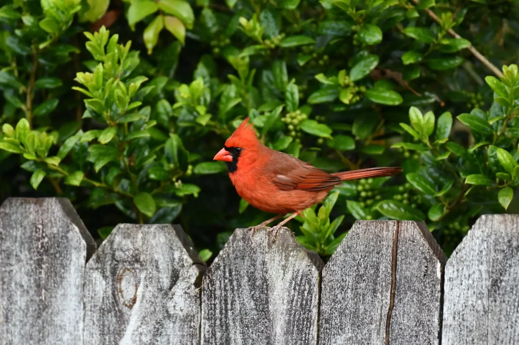 A red cardinal sits on top of a wooden fence.